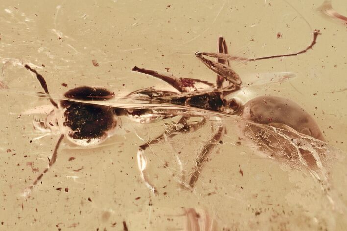 Detailed Fossil Ant (Gesomyrmex) In Baltic Amber #325345